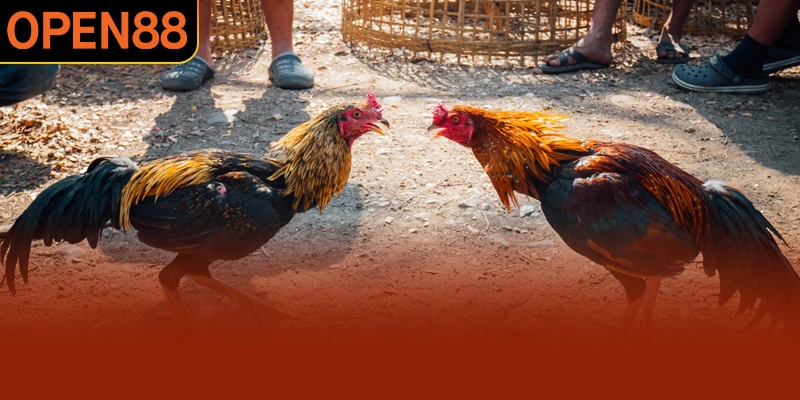 Một số loại hình chơi đá gà OPEN88 mới nhất
